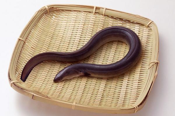 2018養鰻魚賺錢嗎?鰻魚養殖的利潤與投資成本及前景預測