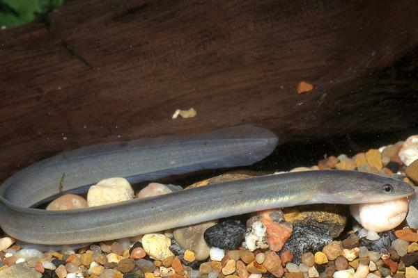 2018養鰻魚賺錢嗎?鰻魚養殖的利潤與投資成本及前景預測