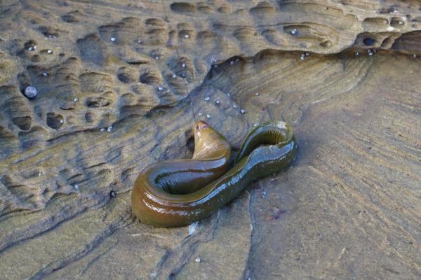2018養鰻魚賺錢嗎?鰻魚養殖的利潤與投資成本及前景預測