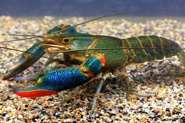 澳洲淡水龍蝦養殖的各項標準和管理