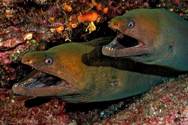 2018養鰻魚賺錢嗎?鰻魚養殖的利潤與投資成本及前景預測