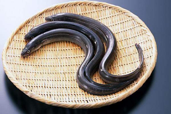 2018養鰻魚賺錢嗎?鰻魚養殖的利潤與投資成本及前景預測