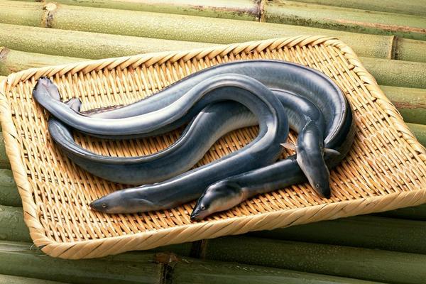 2018養鰻魚賺錢嗎?鰻魚養殖的利潤與投資成本及前景預測