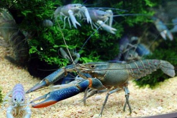 澳洲淡水龍蝦養殖的各項標準和管理