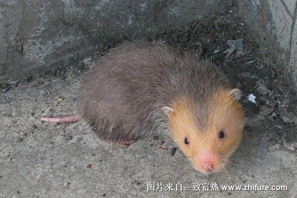 2018養竹鼠賺錢嗎?竹鼠養殖的利潤與投資成本及前景預測