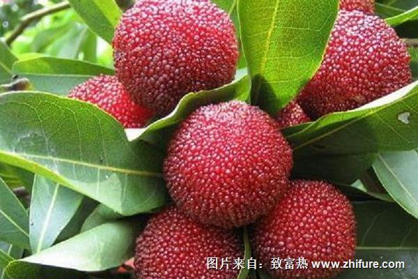 楊梅種子怎么種