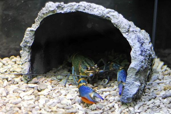 澳洲淡水龍蝦養殖的各項標準和管理