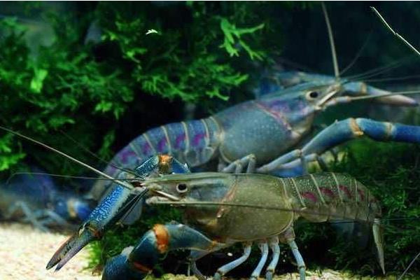 澳洲淡水龍蝦養殖的各項標準和管理