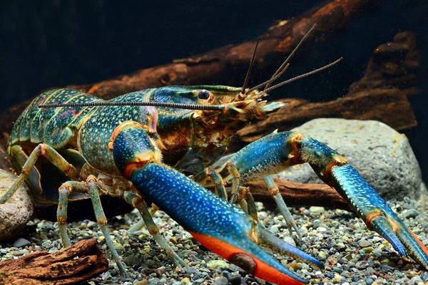 澳洲淡水龍蝦養殖的各項標準和管理