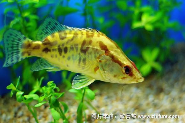 2018養鱖魚賺錢嗎?鱖魚養殖的利潤與投資成本及前景預測