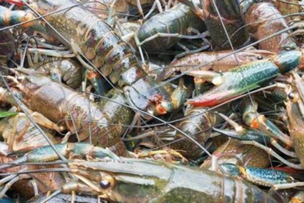 澳洲淡水龍蝦養殖的各項標準和管理