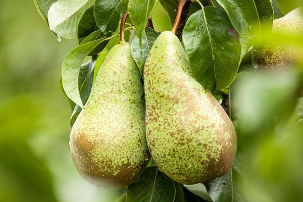 貴妃梨為什么那么硬