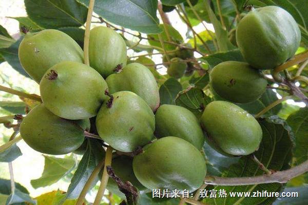 軟棗獼猴桃價格多少錢一斤