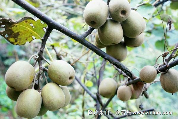 哪里的獼猴桃最好吃