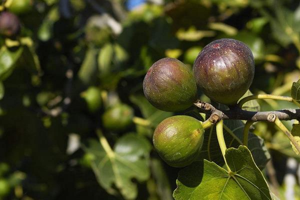 桑天牛對無花果的危害及要怎么防治