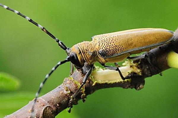 桑天牛對無花果的危害及要怎么防治