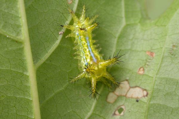 桑天牛對無花果的危害及要怎么防治