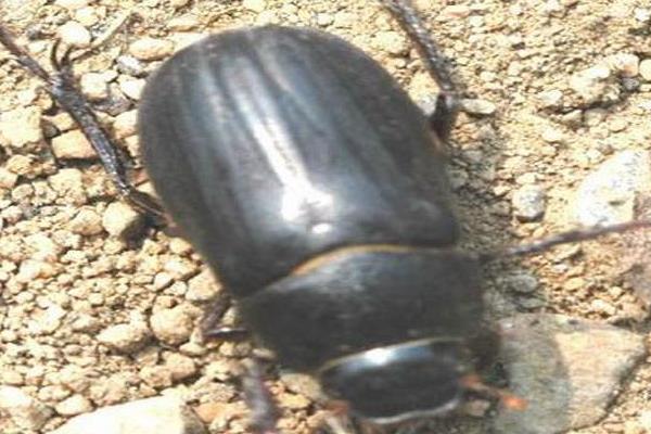 桑天牛對無花果的危害及要怎么防治