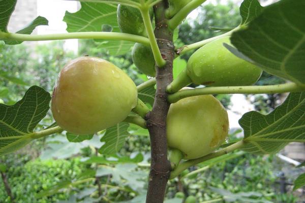 桑天牛對無花果的危害及要怎么防治