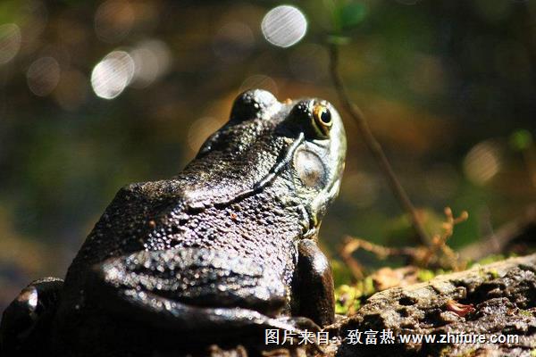 牛蛙養(yǎng)殖的污染有哪些