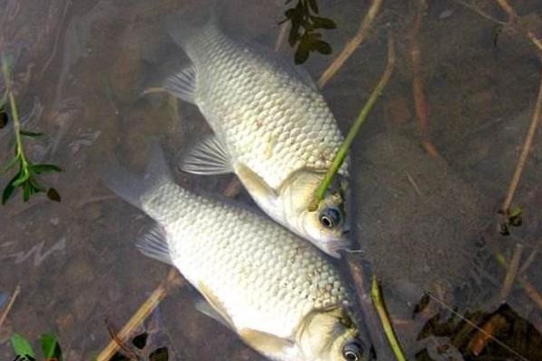養鯽魚賺錢嗎？