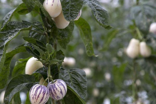 種一畝人參果能賺多少錢?種人參果的成本和利潤(rùn)