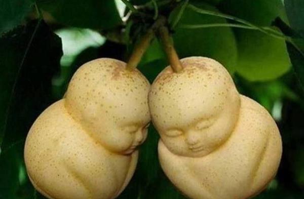 種一畝人參果能賺多少錢?種人參果的成本和利潤(rùn)