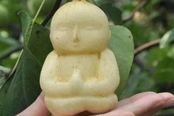 種一畝人參果能賺多少錢?種人參果的成本和利潤(rùn)