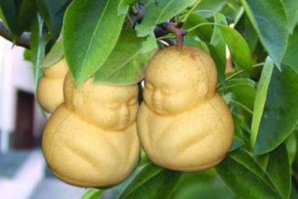 種一畝人參果能賺多少錢?種人參果的成本和利潤(rùn)