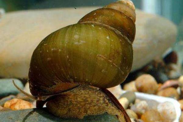 養田螺的市場前景