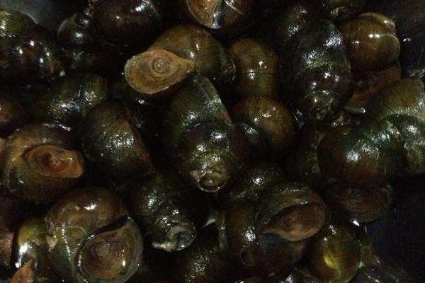 養田螺的市場前景