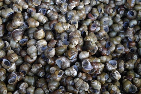 養田螺的市場前景