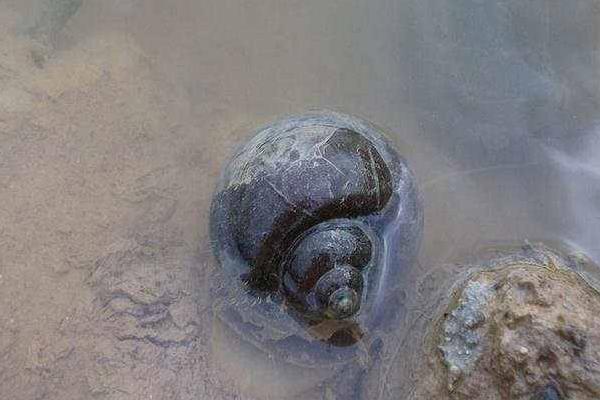 養田螺的市場前景