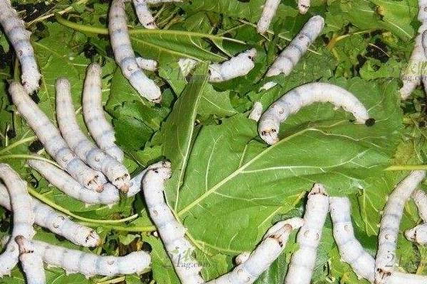 怎樣養(yǎng)好大蠶的關(guān)鍵