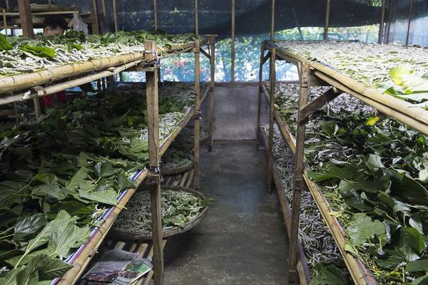 怎樣養(yǎng)好大蠶的關(guān)鍵