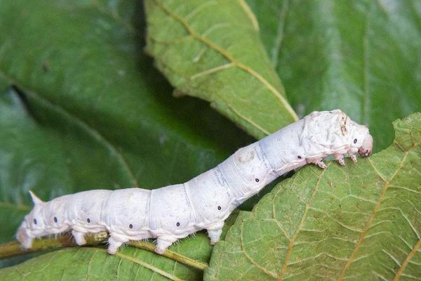 怎樣養(yǎng)好大蠶的關(guān)鍵