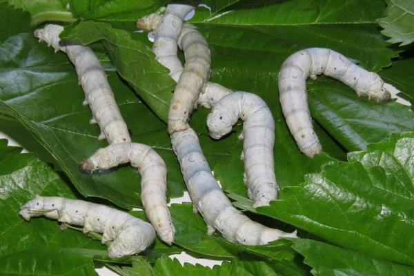 怎樣養(yǎng)好大蠶的關(guān)鍵