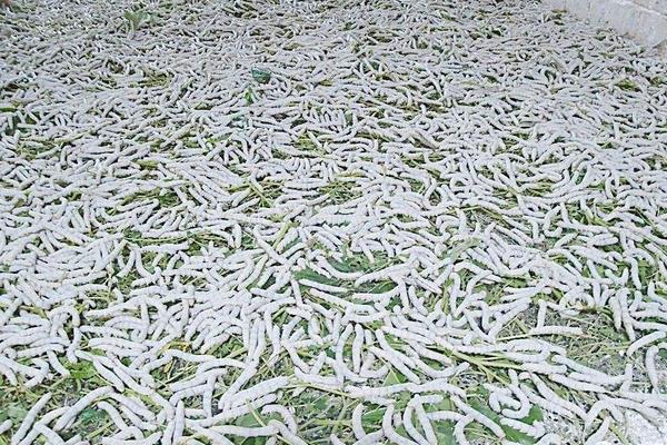 怎樣養(yǎng)好大蠶的關(guān)鍵