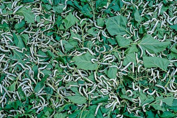 怎樣養(yǎng)好大蠶的關(guān)鍵