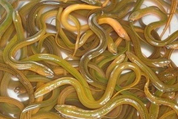 養(yǎng)黃鱔要什么條件？怎么養(yǎng)？