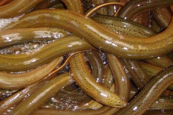 養(yǎng)黃鱔要什么條件？怎么養(yǎng)？