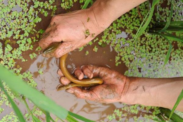 養(yǎng)黃鱔要什么條件？怎么養(yǎng)？
