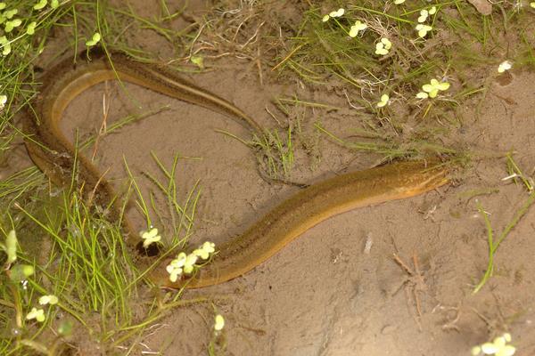 養(yǎng)黃鱔要什么條件？怎么養(yǎng)？