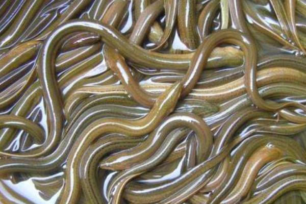 養(yǎng)黃鱔要什么條件？怎么養(yǎng)？