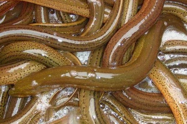 養(yǎng)黃鱔要什么條件？怎么養(yǎng)？