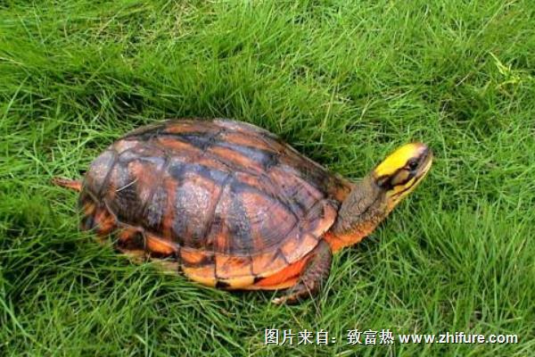 金錢龜繁殖池的建設