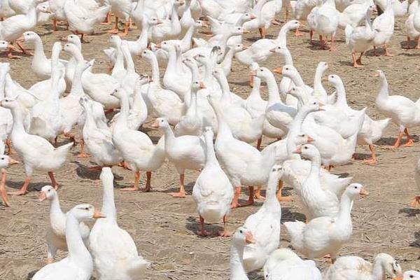 養(yǎng)鵝補(bǔ)貼回購是真的嗎？