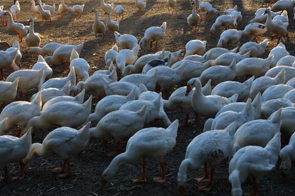 養(yǎng)鵝補(bǔ)貼回購是真的嗎？