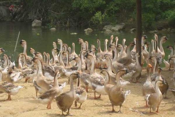 養(yǎng)鵝補(bǔ)貼回購是真的嗎？