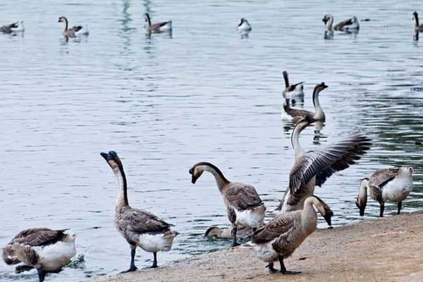 養(yǎng)鵝補(bǔ)貼回購是真的嗎？